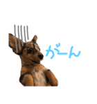 ベビージジ(ダックス シルバーダップル)（個別スタンプ：7）