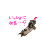 ベビージジ(ダックス シルバーダップル)（個別スタンプ：8）