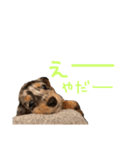 ベビージジ(ダックス シルバーダップル)（個別スタンプ：18）
