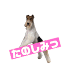 Chika’s collections（個別スタンプ：24）