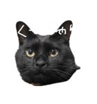 しましまパンダ（個別スタンプ：16）