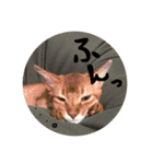 りあるきゃっと08（個別スタンプ：11）