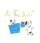 三毛猫ちゃんのデイリースタンプ（個別スタンプ：13）