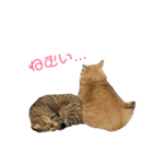 ちーにゃん と むげにゃん（個別スタンプ：1）