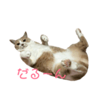 ちーにゃん と むげにゃん（個別スタンプ：2）