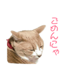 ちーにゃん と むげにゃん（個別スタンプ：3）