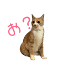 ちーにゃん と むげにゃん（個別スタンプ：6）