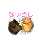 ちーにゃん と むげにゃん（個別スタンプ：8）