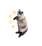 ねこズスタンプ きくらげ（個別スタンプ：1）