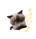 ねこズスタンプ きくらげ（個別スタンプ：2）