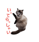 ねこズスタンプ きくらげ（個別スタンプ：3）