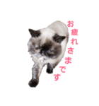 ねこズスタンプ きくらげ（個別スタンプ：4）