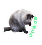 ねこズスタンプ きくらげ（個別スタンプ：5）