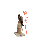 ねこズスタンプ きくらげ（個別スタンプ：6）