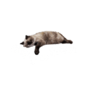 ねこズスタンプ きくらげ（個別スタンプ：7）