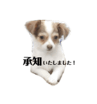 実写ルークの毎日使えるスタンプ♡（個別スタンプ：2）