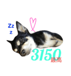 犬のてんてんスタンプ第2段（個別スタンプ：3）