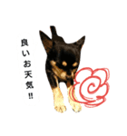 犬のてんてんスタンプ第2段（個別スタンプ：5）