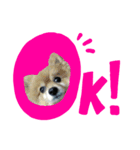 犬のてんてんスタンプ第2段（個別スタンプ：6）