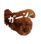 チータラさんと飼い主（個別スタンプ：1）
