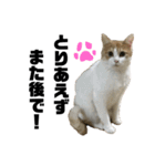 しずくさんと日常（個別スタンプ：6）