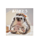 ハリネズミのカイとレイ（個別スタンプ：2）