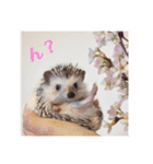 ハリネズミのカイとレイ（個別スタンプ：3）