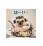 ハリネズミのカイとレイ（個別スタンプ：4）