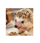 ハリネズミのカイとレイ（個別スタンプ：5）