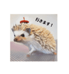 ハリネズミのカイとレイ（個別スタンプ：6）