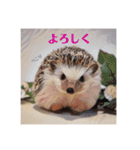 ハリネズミのカイとレイ（個別スタンプ：7）