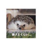 ハリネズミのカイとレイ（個別スタンプ：16）