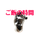めんこいニャンコ2（個別スタンプ：2）