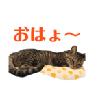 めんこいニャンコ2（個別スタンプ：8）