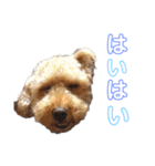 吾郎と士郎（個別スタンプ：5）