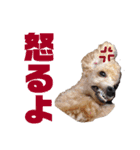 吾郎と士郎（個別スタンプ：7）