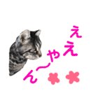 猫の写真で大阪弁と標準語両方の日常会話（個別スタンプ：1）