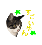 猫の写真で大阪弁と標準語両方の日常会話（個別スタンプ：2）