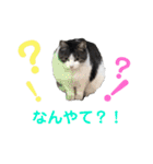 猫の写真で大阪弁と標準語両方の日常会話（個別スタンプ：4）