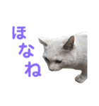 猫の写真で大阪弁と標準語両方の日常会話（個別スタンプ：6）