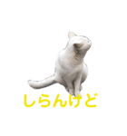 猫の写真で大阪弁と標準語両方の日常会話（個別スタンプ：8）
