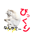 猫の写真で大阪弁と標準語両方の日常会話（個別スタンプ：9）
