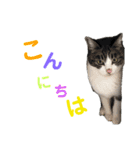 猫の写真で大阪弁と標準語両方の日常会話（個別スタンプ：16）