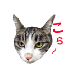 猫の写真で大阪弁と標準語両方の日常会話（個別スタンプ：19）