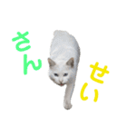 猫の写真で大阪弁と標準語両方の日常会話（個別スタンプ：22）