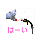 猫の写真で大阪弁と標準語両方の日常会話（個別スタンプ：28）