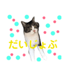 猫の写真で大阪弁と標準語両方の日常会話（個別スタンプ：31）
