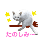 猫の写真で大阪弁と標準語両方の日常会話（個別スタンプ：34）