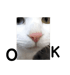 猫の写真で大阪弁と標準語両方の日常会話（個別スタンプ：35）