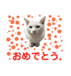 猫の写真で大阪弁と標準語両方の日常会話（個別スタンプ：36）